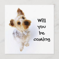 Cute Yorkie Puppy Yorkshire Terrier