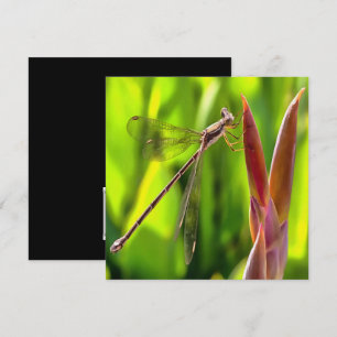 Convites Damselfly Equilibrada Em Uma Cabeça De Flor
