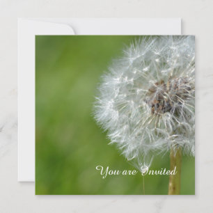 Convites Dandelion Flower Birthday