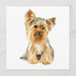 Convites de Filhotes de Yorkie