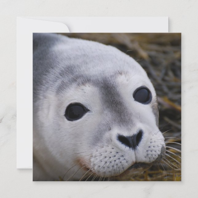 Convites doces do selo de bebê (Frente)