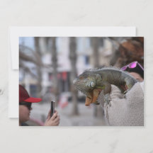 Dragão barbudo na frente marítima Paphos cartão-po