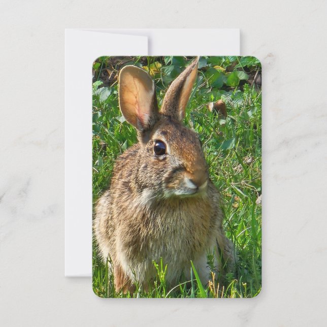 Convites Eastern cottontail rabbit (Frente)