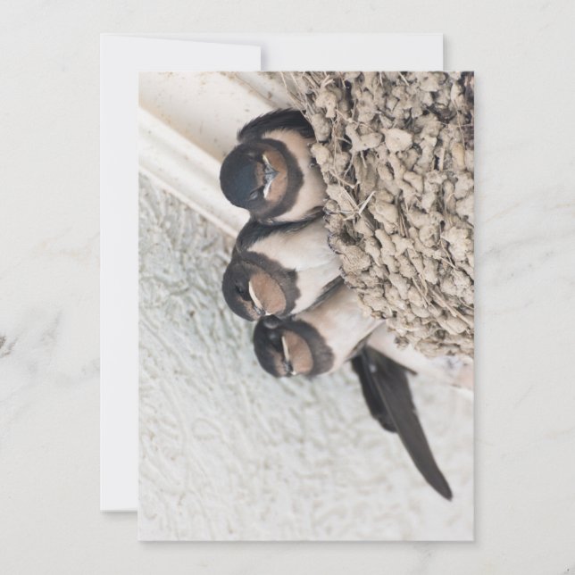 Convites Engolir anestros sentados no ninho (Frente)