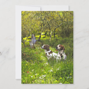 Convites Epagneul Breton, Bretanha Spaniel