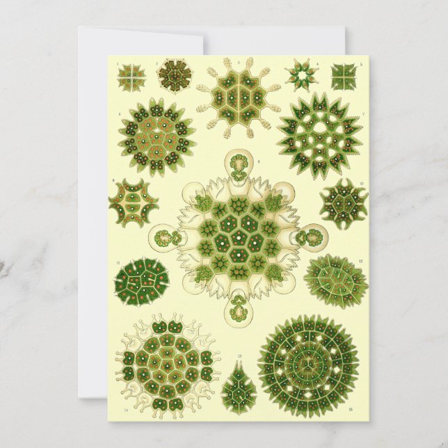 Convites esporos de Ernst Haeckel (Frente)