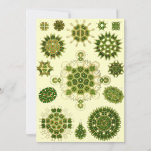 Convites esporos de Ernst Haeckel