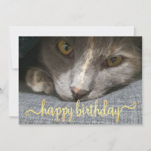 Convites feliz aniversário, fofa de gato bonitinho, caligr
