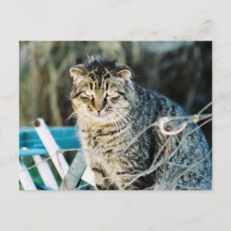 Convites ferozes do gato de Tom do punk rock