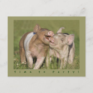 Convites Festa de aniversário engraçada bonito dos leitã