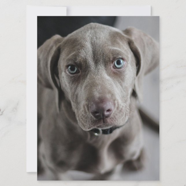 Convites filhote de weimaraner (Frente)