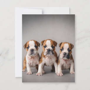 Convites Filhotes de Bulldog Fofos Presente para Amantes
