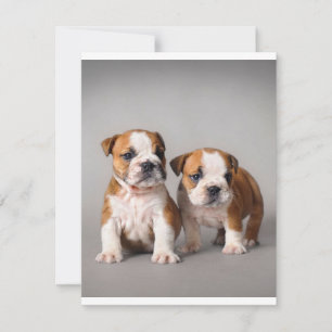 Convites Filhotes de Bulldog Inglês Casal de Bulldog Fofo