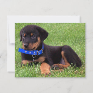 Convites filhotes de cachorro do rottweiler