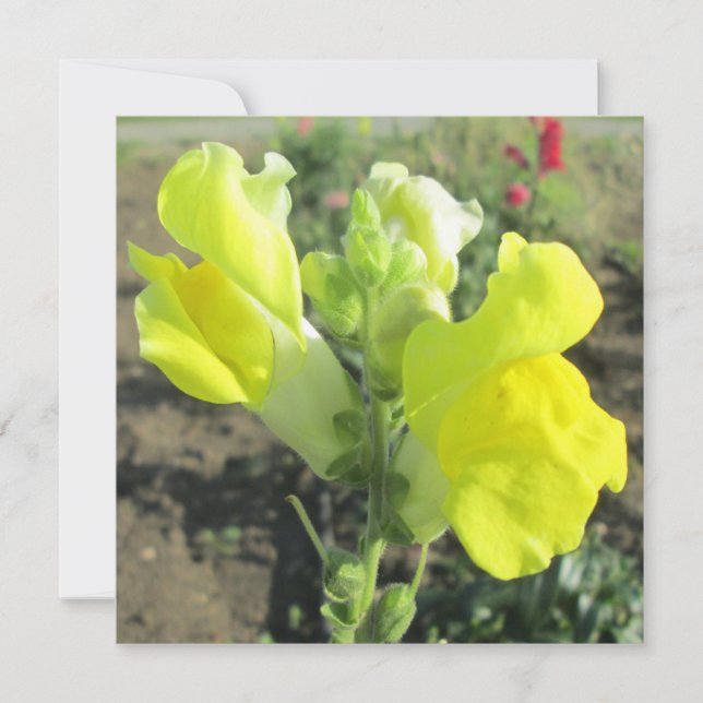 Convites Flor Amarelo Snapdragon (Frente)