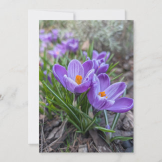 Convites Flor de Crocus Roxo