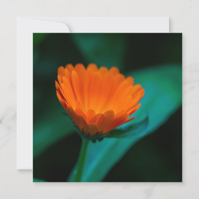 Convites Flor de margarida laranja (Frente)