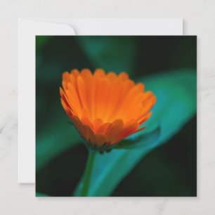 Convites Flor de margarida laranja