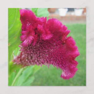 Convites Flor Vermelho Cockscomb Celosia