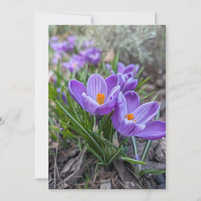 Convites Flores de Crocus (Frente)