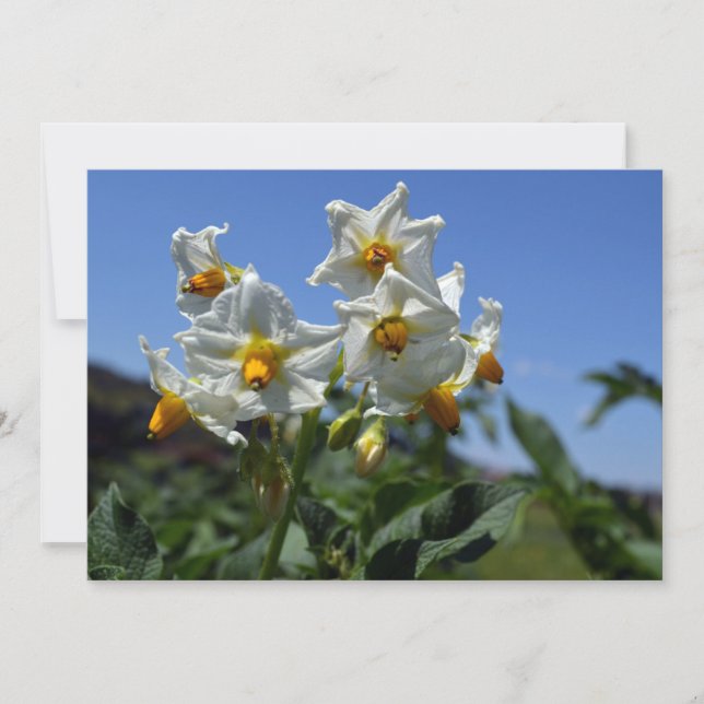 Convites Flores estreladas Solanum tuberosum   (Frente)