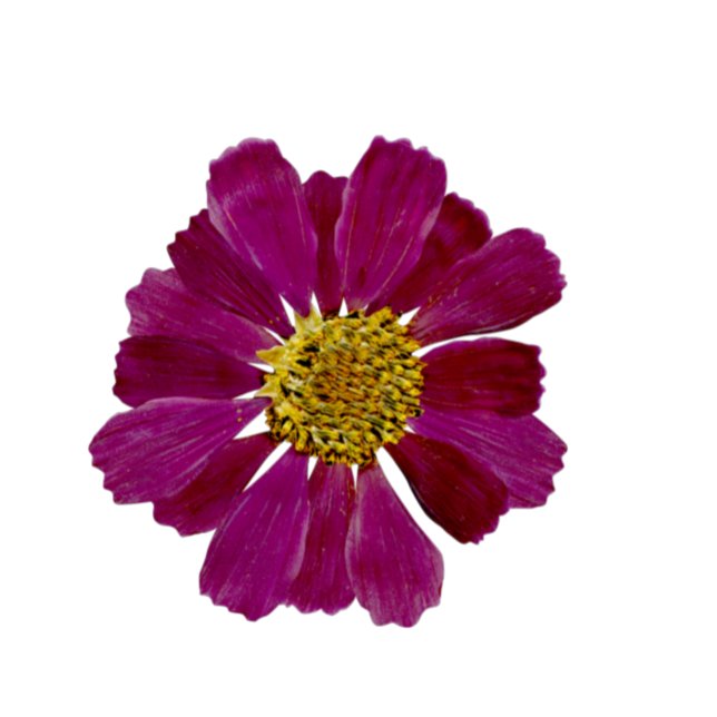 Convites Flores secas Chá de panela de Aquarela (Criador carregado)