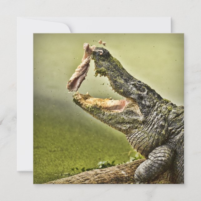 Convites Fotografia de vida selvagem do almoço do Gator (Frente)