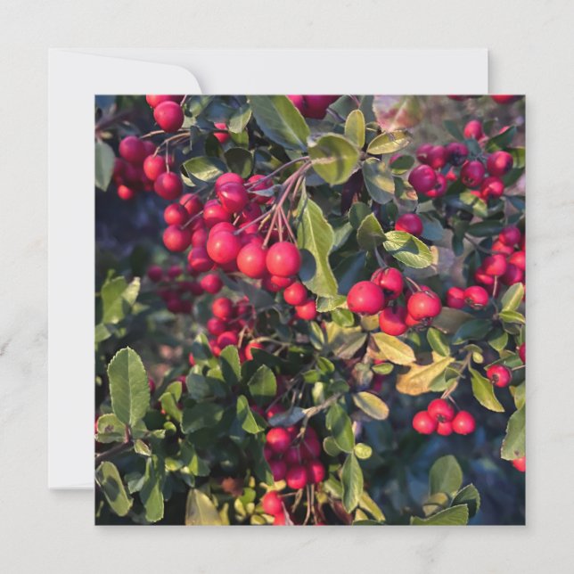 Convites Fruta de outono (Frente)