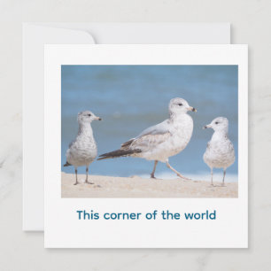 Convites Gaivotas-de-bico-pretas. Este canto do mundo