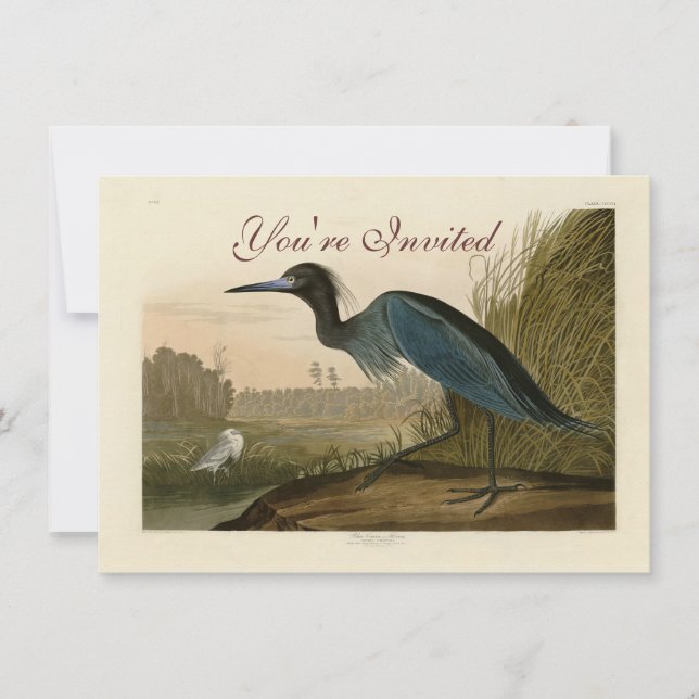 Convites Garça Azul Grou Impressão Audubon Arte Costeira (Frente)