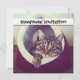 Convites Gatinho Tabby Em Fotografia De Fechamento De Hut