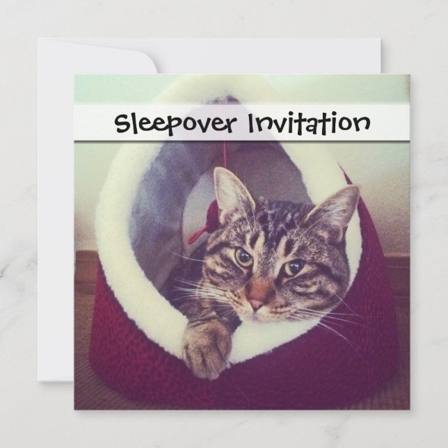 Convites Gatinho Tabby Na Fotografia De Fechamento Do Hut (Frente)