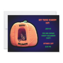 Gato-de-abóbora-púrpura e laranja