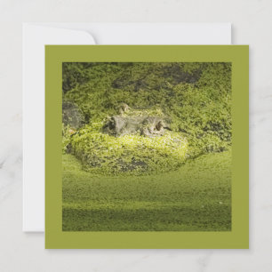 Convites Gator Lurking in Duckweed Nature Photography