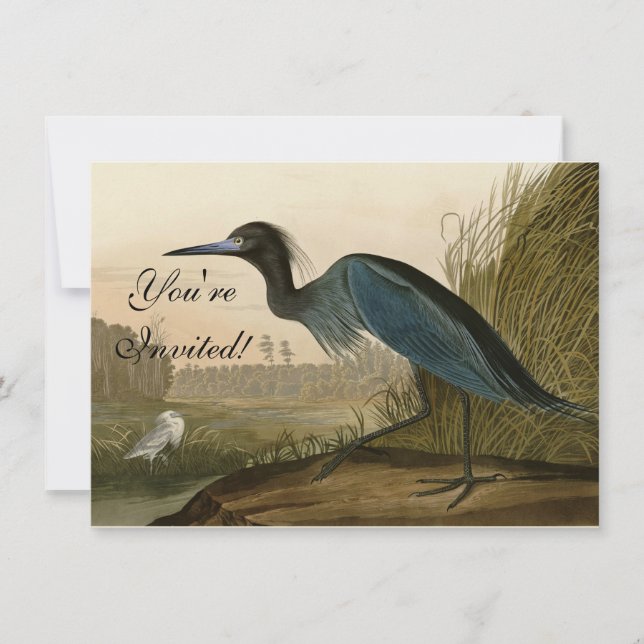 Convites Gaveta Garça Azul Audubon Impressão Arte Costeira (Frente)
