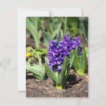 Geocinto Azul na primavera    
