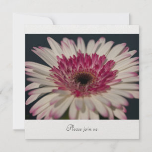 Convites Gerbera
