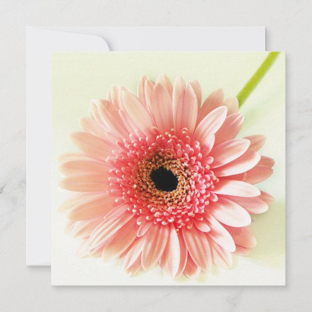 Convites Gerbera Daisy (Frente)