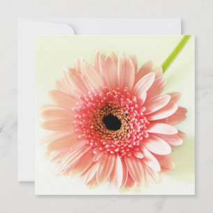 Convites Gerbera Daisy Pinback Button