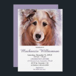 CONVITES GORGEOUS SHELTI PUPPY DESEJA FELIZ ANIVERSÁRIO<br><div class="desc">Esse doce e adorável cachorrinho de Sheltie te dá as boas vindas a uma Festa de aniversário divertida para você e para o seu, seja para adultos ou crianças. Um convite único para aniversários de qualquer idade! - imagem do criador da pintura de aquarela original. Todo o convite pode ser...</div>
