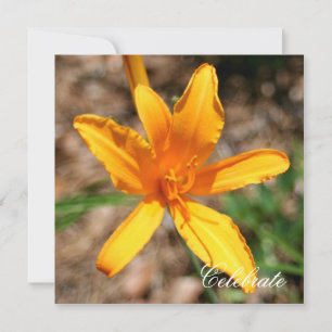 Convites Hemerocallis
