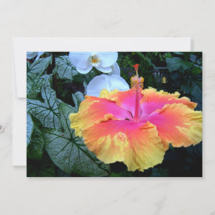 Convites hibisco
