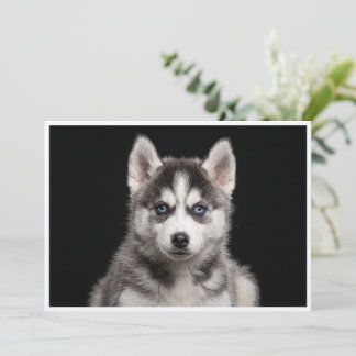 Convites Husky Miniatura isolado em fundo preto