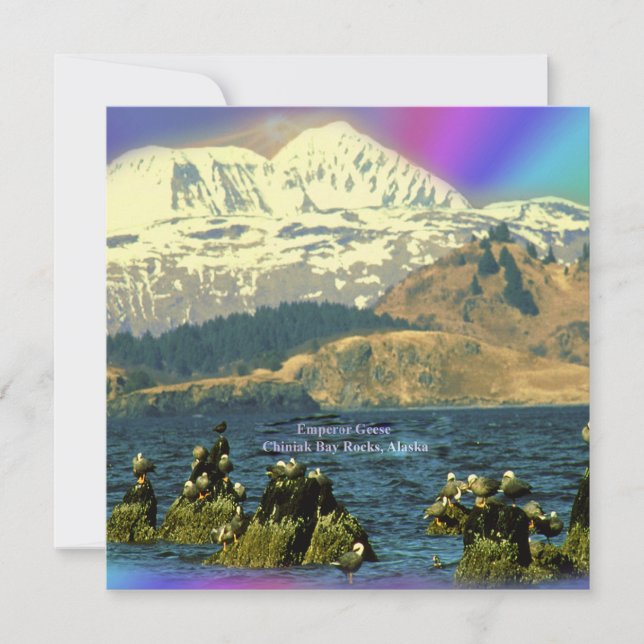 Convites Imperador Geese na Baía de Chiniak perto de Chinia (Frente)