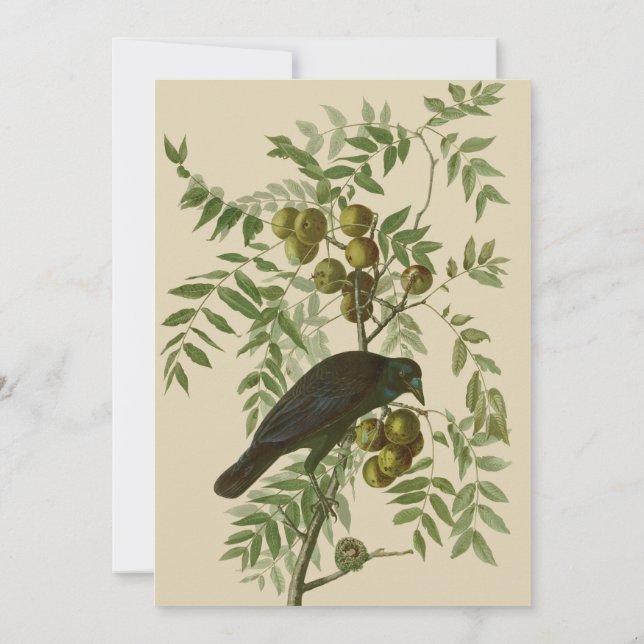 Convites Impressão de Pássaro do Gracióvio Roxo de Audubon  (Verso)