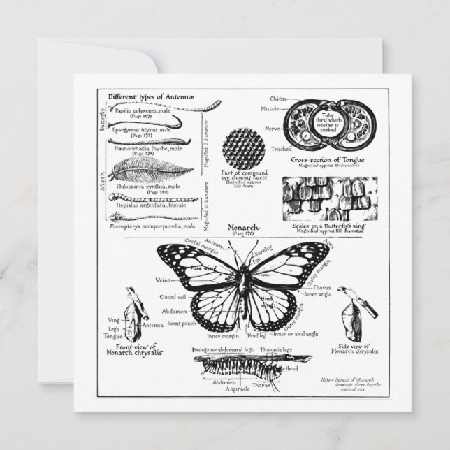 Convites Informações da Borboleta Monarca (Frente)