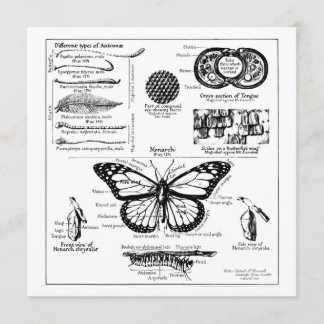 Convites Informações da Borboleta Monarca