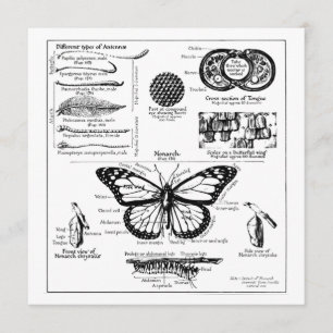 Convites Informações sobre Borboleta Monarca