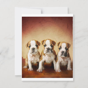 Convites Inglês Bulldog Torna-se Muito Bonito