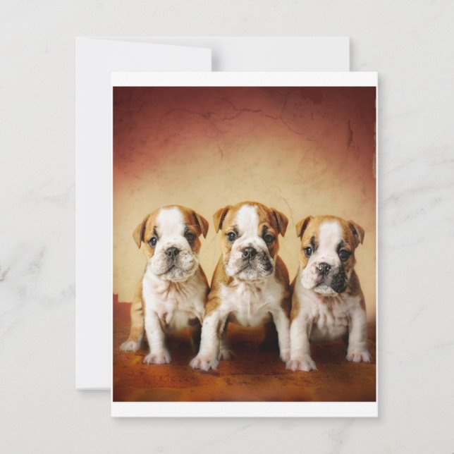 Convites Inglês Bulldog Torna-se Muito Bonito (Frente)